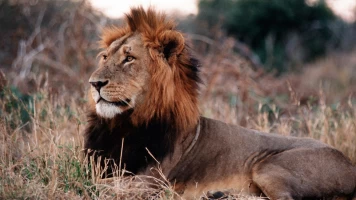 Batallas salvajes: batallas de leones