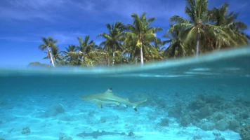 Batallas salvajes: batallas de tiburones