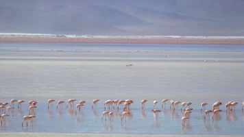 Sudamérica salvaje: de Los Andes al Amazonas