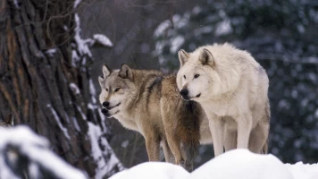 Batallas salvajes: batallas de lobos