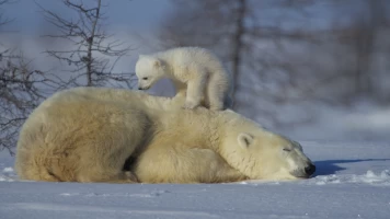 Los osos polares y los osos pardos: osos en lo más alto del planeta
