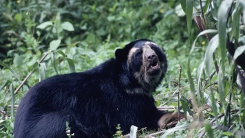 Osos andinos: Sombras del bosque
