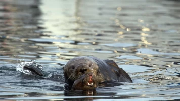 Salvar a las nutrias de mar