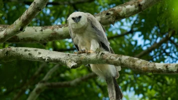 El mono comiendo águila venezolana