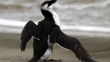 Salvar a nuestros pájaros marinos