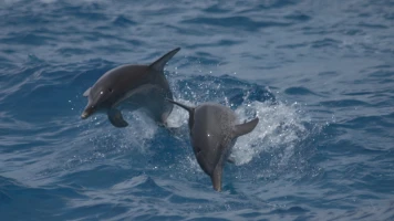 Buceando con delfines