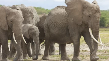 Eco: el elefante inolvidable: Mundo natural