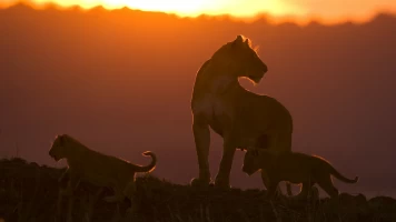 Diario de felinos: la historia de Tamu