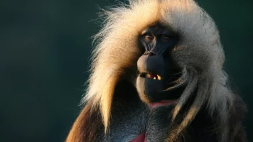 Gran abismo: el corazón salvaje de África: Dentro del gran abismo