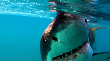 Gran tiburón blanco: una leyenda viviente