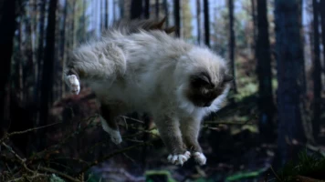 La vida secreta de los gatos