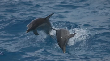 Buceando con delfines