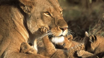 El diario de Big Cat