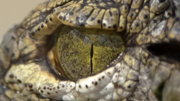 La invasión de los cocodrilos