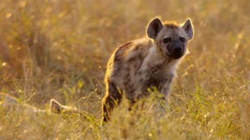 Naabi, la princesa hiena