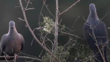 Pequeño gran volcán