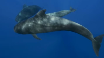 ¿Cuánto vale una ballena?