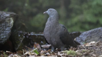 Garajonay, el bosque primigenio de Europa