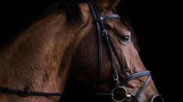 Retransmisión de las Carreras de Caballos de Sanlúcar de Barrameda. El hecho de que estas carreras s