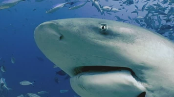 Expedition Unknown: Megalodon
