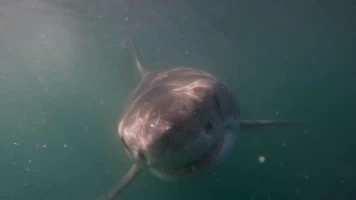 ¡Peligro, tiburón blanco!