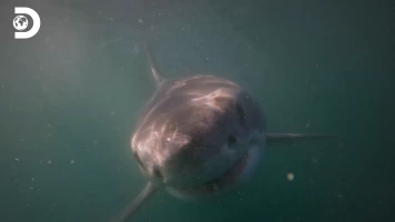 ¡Peligro, tiburón blanco!