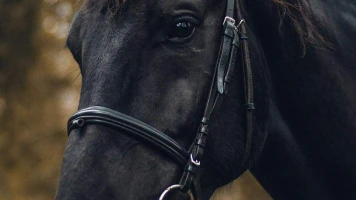 Alfursan Endurance AlUla Equestrianism