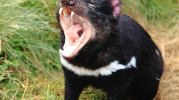 Tasmania: extraña y sorprendente