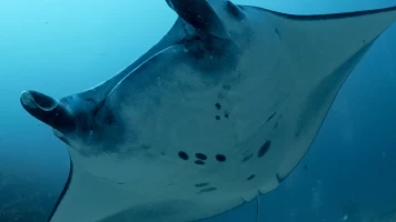 Into the blue