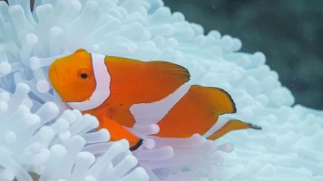 Lugares indómitos. La gran barrera de coral