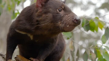 La vida secreta del demonio de Tasmania