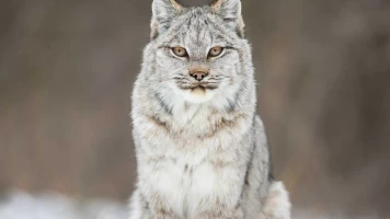 El año de la naturaleza canadiense