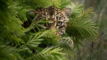 El juego de tronos de los leopardos