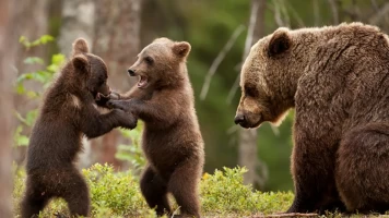 Dentro del mundo salvaje