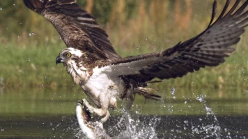 Wild Escocia: Las Tierras Altas