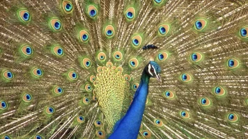 Los colores de la naturaleza