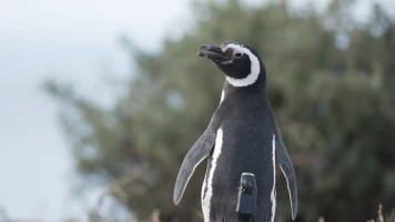Animales con cámaras