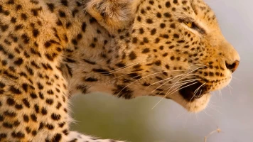 Cazadores de África