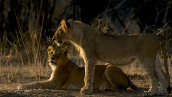 Supervivientes de la naturaleza