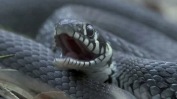 Biebzra - el Amazonas europeo