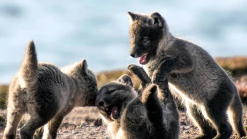 El año de la naturaleza canadiense