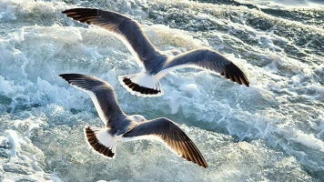 Sonidos de la naturaleza