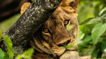 Okavango: el río de los sueños
