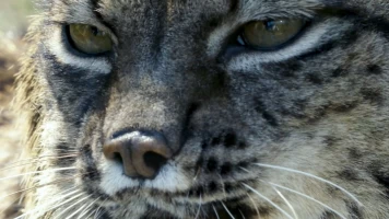 Hijos de Saliega. El retorno del lince ibérico