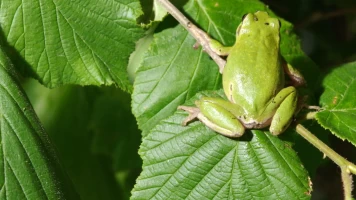 Normas de etiqueta de la naturaleza: Quien viste qué y porque