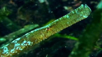 Baleares, el archipiélago indómito