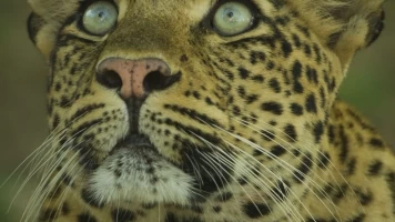 El legado de la leoparda