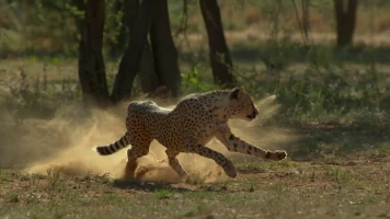 El aliento del guepardo