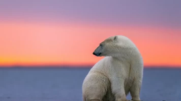 El reino del oso polar
