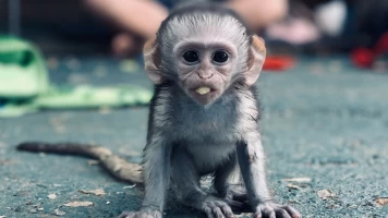 Rescate de animales bebé